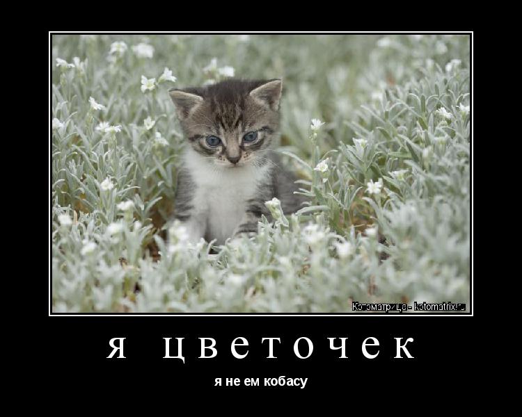 я цветочек я не ем кобасу... Котоматрица: я цветочек я не ем кобасу