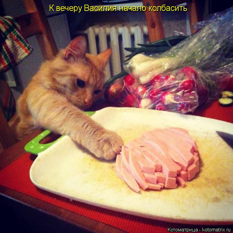 К вечеру Василия начало колбасить... Котоматрица: К вечеру Василия начало колбасить