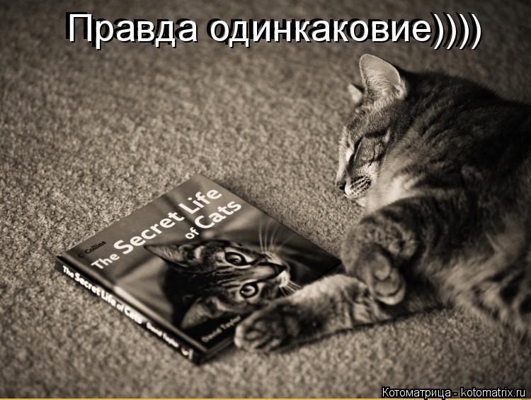 Правда одинкаковие)))) Правда одинкаковие))))... Котоматрица: Правда одинкаковие)))) Правда одинкаковие))))