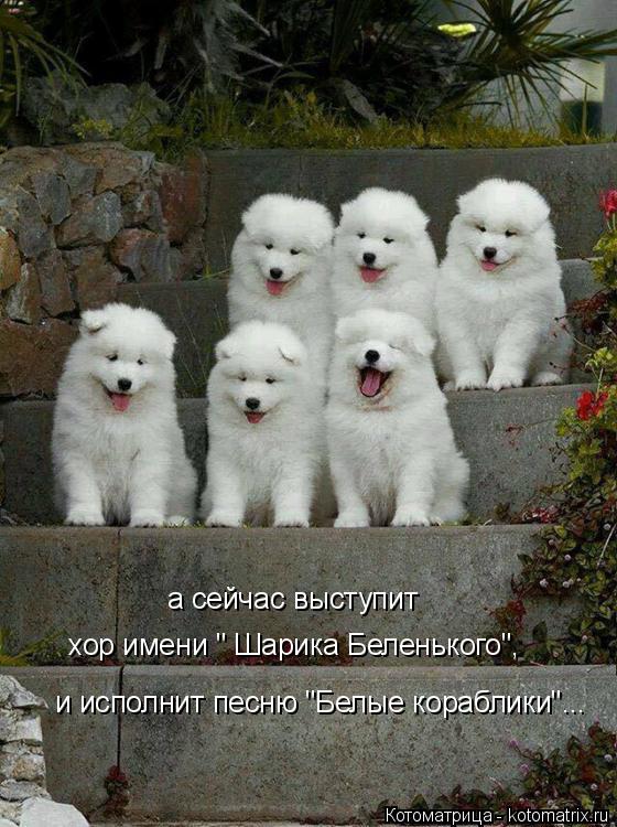 а сейчас выступит хор имени " Шарика Беленького", и исполнит песню "Белые кораблики"...... Котоматрица: а сейчас выступит хор имени " Шарика Беленького", и исполнит песню "Белые кораблики"...