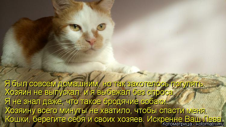 Я был совсем домашним, но так захотелось погулять. Хозяин не выпускал, и я выбежал без спроса. Я не з... Котоматрица: Я был совсем домашним, но так захотелось погулять. Хозяин не выпускал, и я выбежал без спроса. Я не знал даже, что такое бродячие собаки. Хозя