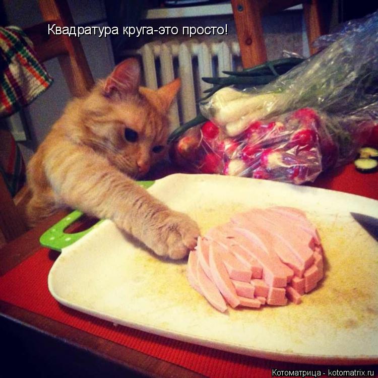 Квадратура круга-это просто!... Котоматрица: Квадратура круга-это просто!