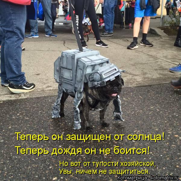 Теперь он защищен от солнца! Теперь дождя он не боится! Но вот от тупости хозяйской, Увы, ничем не за... Котоматрица: Теперь он защищен от солнца! Теперь дождя он не боится! Но вот от тупости хозяйской, Увы, ничем не защититься.