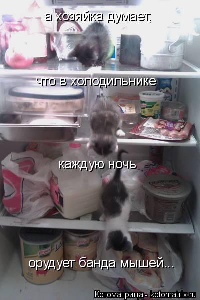 а хозяйка думает, что в холодильнике каждую ночь орудует банда мышей...... Котоматрица: а хозяйка думает, что в холодильнике каждую ночь орудует банда мышей...