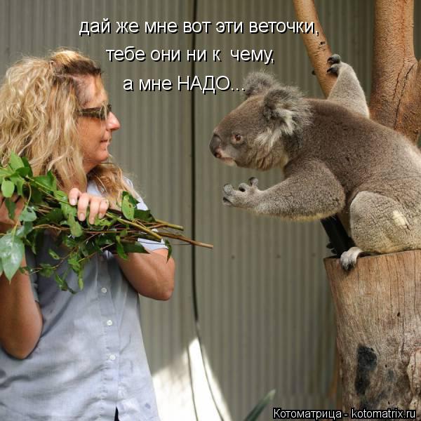 дай же мне вот эти веточки, тебе они ни к чему, а мне НАДО...... Котоматрица: дай же мне вот эти веточки, тебе они ни к чему, а мне НАДО...
