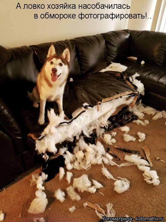 А ловко хозяйка насобачилась в обмороке фотографировать!..... Котоматрица: А ловко хозяйка насобачилась в обмороке фотографировать!..