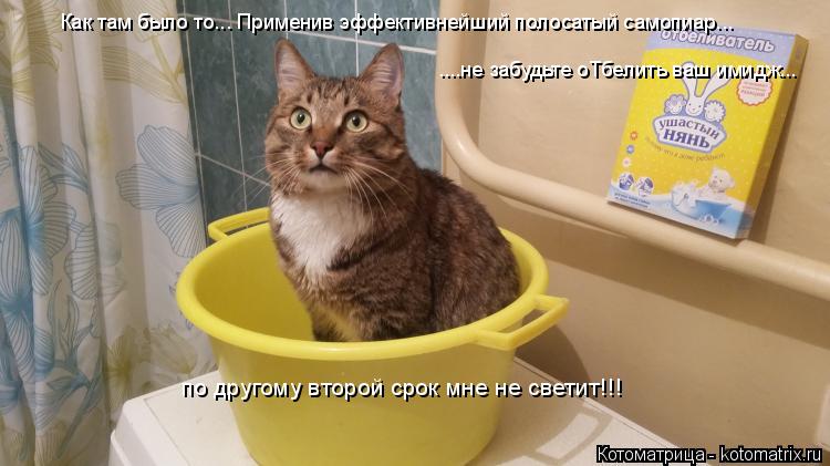 Как там было то... Применив эффективнейший полосатый самопиар... ....не забудьте оТбелить ваш имидж..... Котоматрица: Как там было то... Применив эффективнейший полосатый самопиар... ....не забудьте оТбелить ваш имидж... по другому второй срок мне не светит!!!