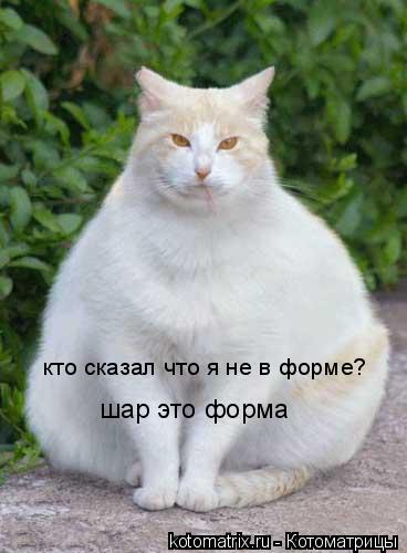 кто сказал что я не в форме? шар это форма... Котоматрица: кто сказал что я не в форме? шар это форма