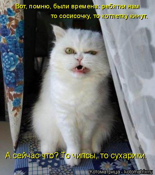 Котоматрица: Вот, помню, были времена: ребятки нам то сосисочку, то котлетку кинут. А сейчас что? То чипсы, то сухарики.