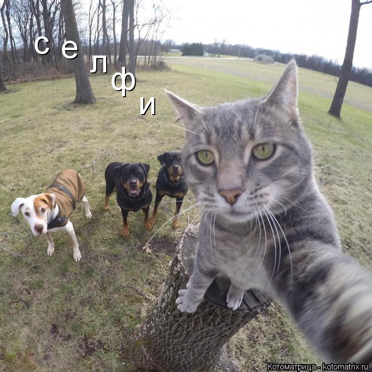 Котоматрица: с е л ф и