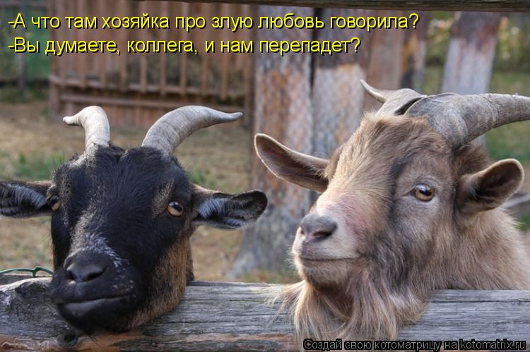 Котоматрица: -А что там хозяйка про злую любовь говорила? -Вы думаете, коллега, и нам перепадет?