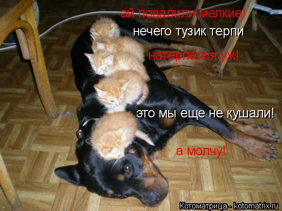 Котоматрица: ай повалили мелкие! нечего тузик терпи натерпелся уж! это мы еще не кушали! а молчу!