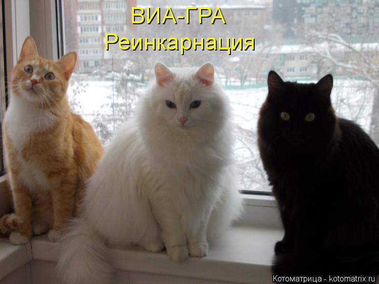 Котоматрица: ВИА-ГРА Реинкарнация