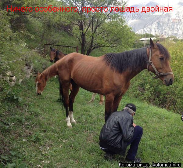 Котоматрица: Ничего особенного, просто лошадь двойная