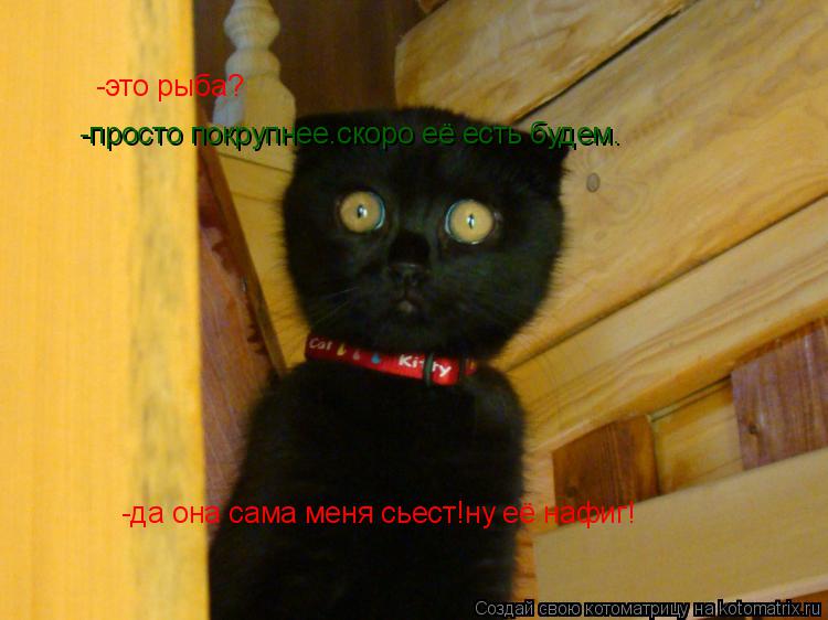 Котоматрица: -это рыба? -просто покрупнее.скоро её есть будем. -да она сама меня сьест!ну её нафиг!