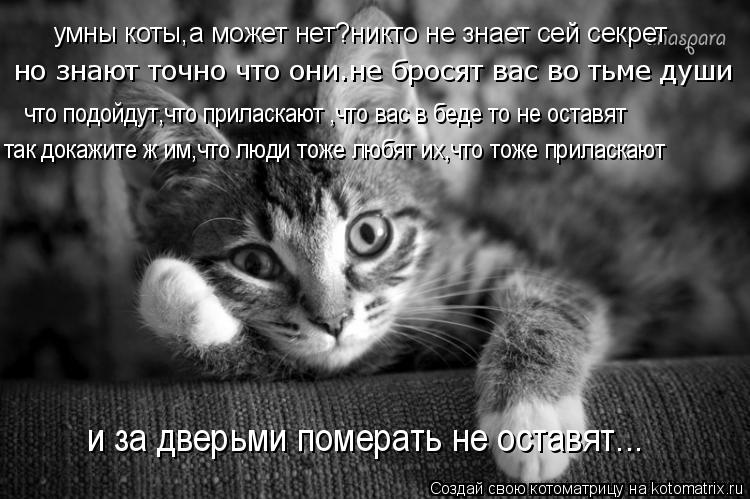 Котоматрица: умны коты,а может нет?никто не знает сей секрет но знают точно что они.не бросят вас во тьме души что подойдут,что приласкают ,что вас в беде 