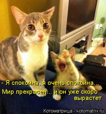 Котоматрица: - Я спокойна, я очень спокойна... Мир прекрасен... и он уже скоро  вырастет