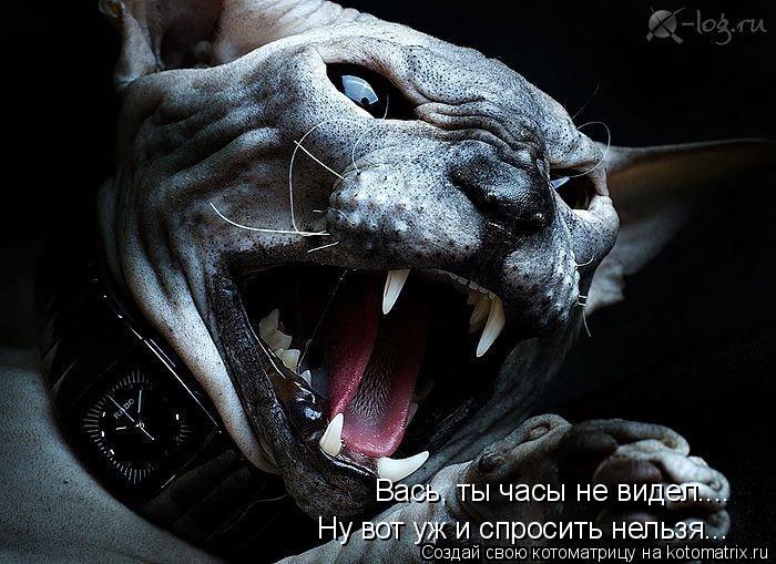 Котоматрица: Вась, ты часы не видел.... Ну вот уж и спросить нельзя...