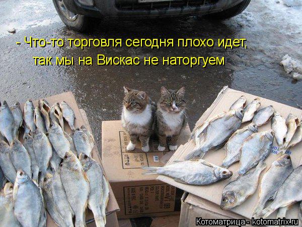 Котоматрица: - Что-то торговля сегодня плохо идет, так мы на Вискас не наторгуем