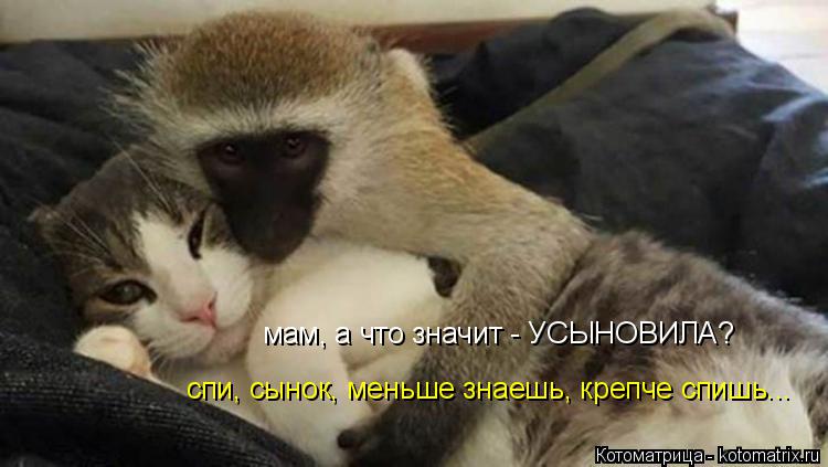 Котоматрица: мам, а что значит - УСЫНОВИЛА? спи, сынок, меньше знаешь, крепче спишь...