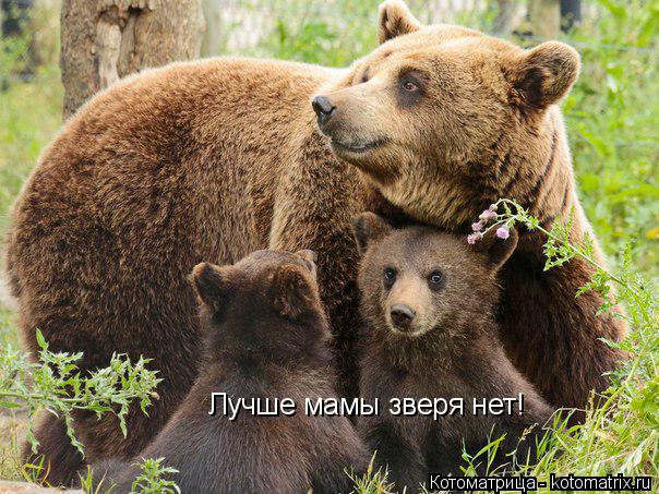 Котоматрица: Лучше мамы зверя нет!