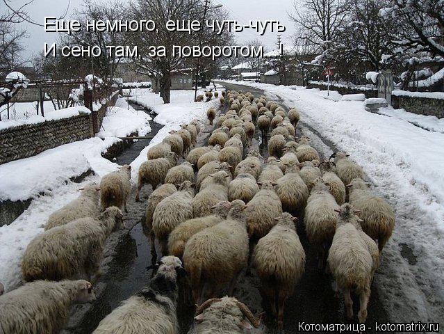Котоматрица: Еще немного, еще чуть-чуть И сено там, за поворотом...!