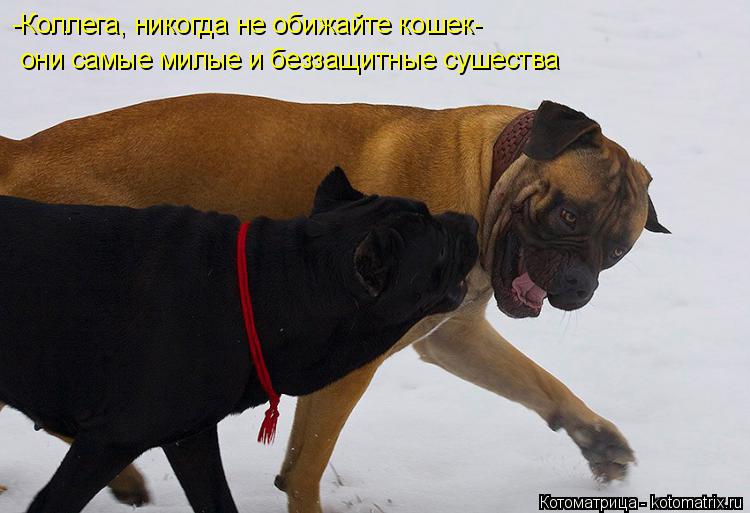 Котоматрица: -Коллега, никогда не обижайте кошек-  они самые милые и беззащитные сушества