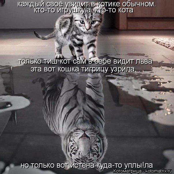 Котоматрица: каждый своё увидит в котике обычном. только тиш кот сам в себе видит льва эта вот кошка тигрицу узрила кто-то игрушку,а  кто-то кота но только