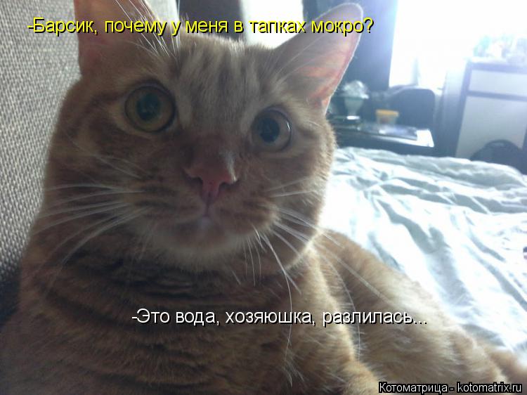 Котоматрица: -Барсик, почему у меня в тапках мокро? -Это вода, хозяюшка, разлилась...