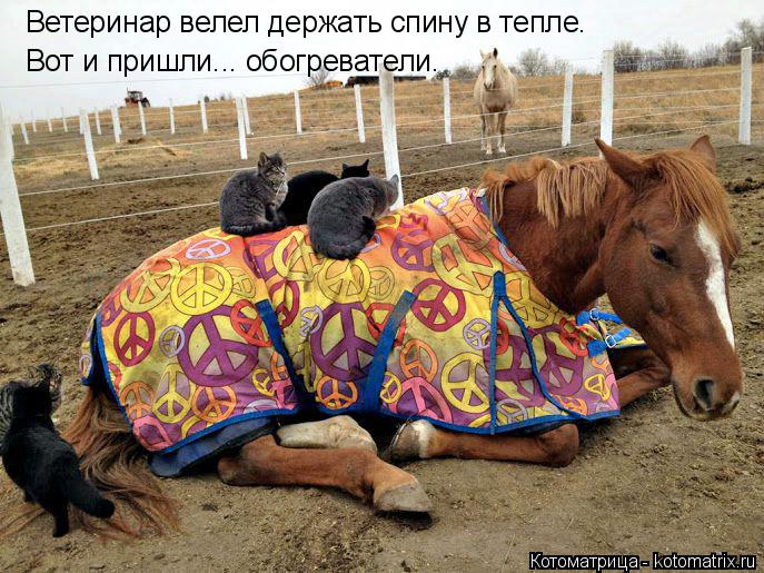 Котоматрица: Ветеринар велел держать спину в тепле. Вот и пришли... обогреватели.
