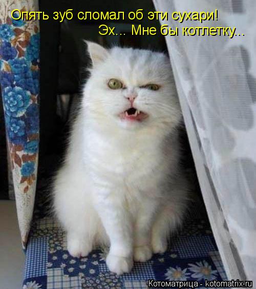 Котоматрица: Опять зуб сломал об эти сухари! Эх... Мне бы котлетку...
