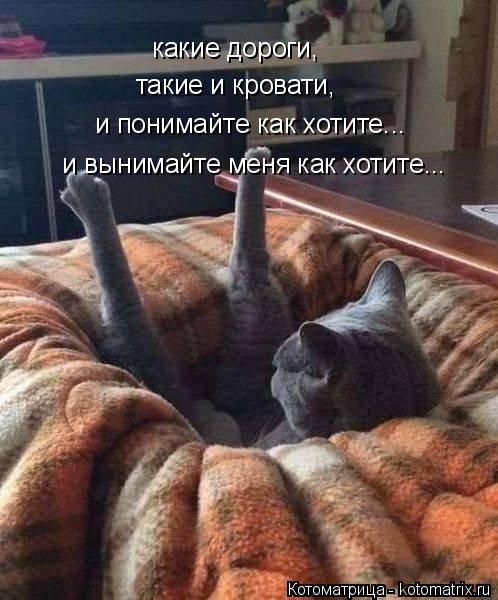 Котоматрица: какие дороги, такие и кровати, и понимайте как хотите... и вынимайте меня как хотите...