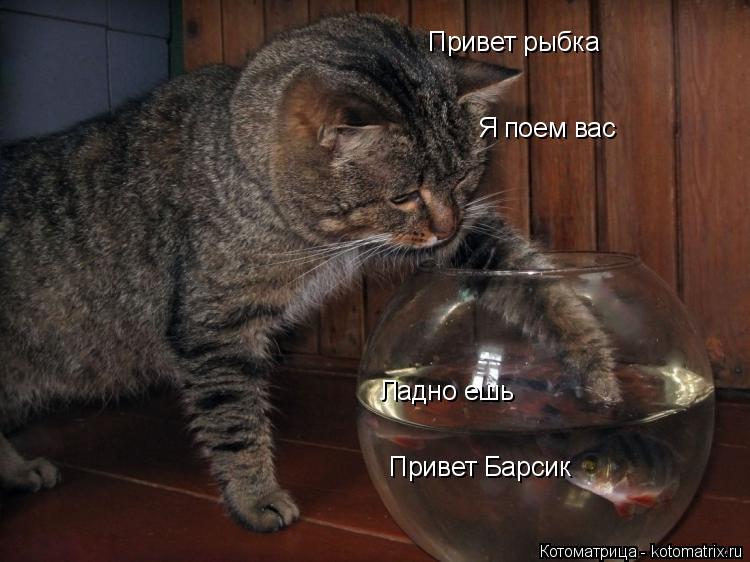 Котоматрица: Привет рыбка Привет Барсик Я поем вас  Ладно ешь