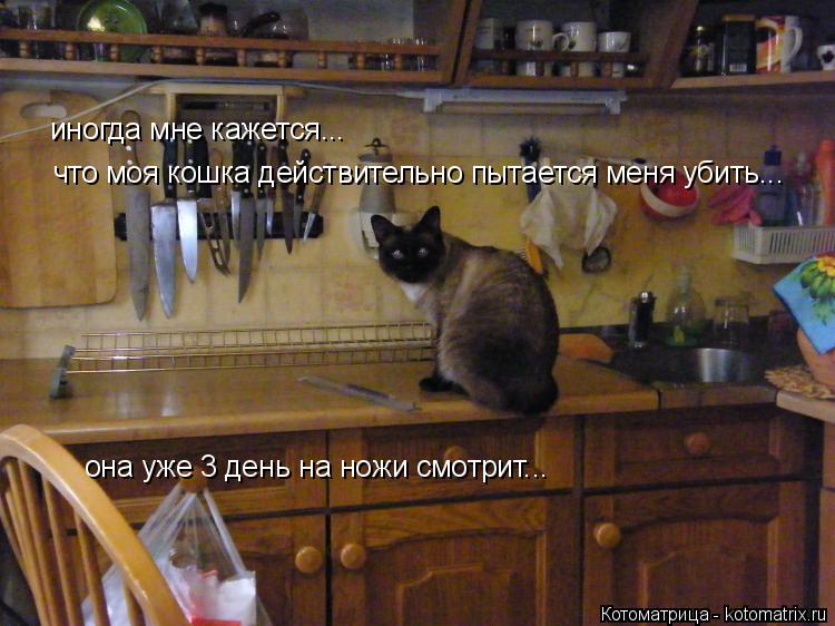 Котоматрица: иногда мне кажется... что моя кошка действительно пытается меня убить... она уже 3 день на ножи смотрит...