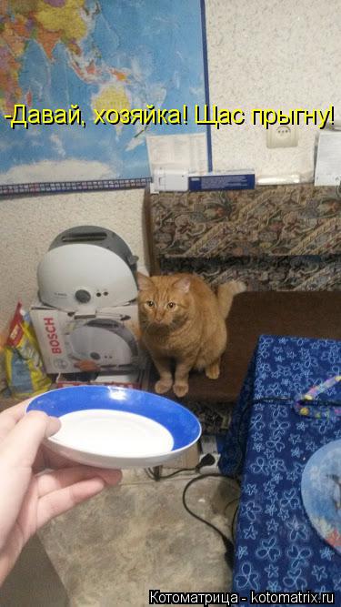 Котоматрица: -Давай, хозяйка! Щас прыгну!