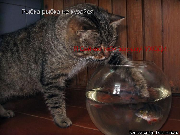 Котоматрица: Рыбка,рыбка не кусайся Я Сейчас тебя загрызу! УХОДИ