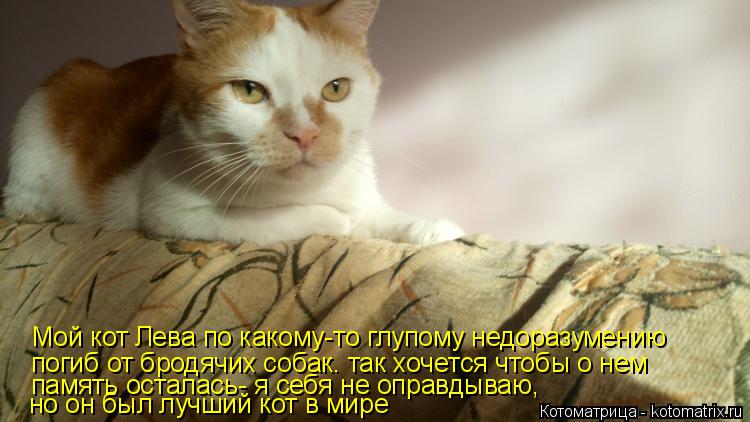 Котоматрица: Мой кот Лева по какому-то глупому недоразумению погиб от бродячих собак. так хочется чтобы о нем память осталась- я себя не оправдываю,  но о