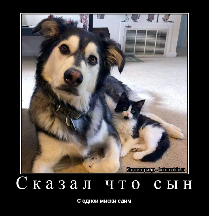 Котоматрица: Сказал что сын С одной миски едим