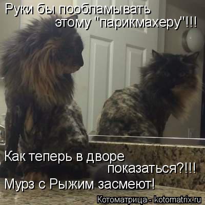 Котоматрица: Руки бы пообламывать  этому "парикмахеру"!!! Как теперь в дворе  показаться?!!! Мурз с Рыжим засмеют!