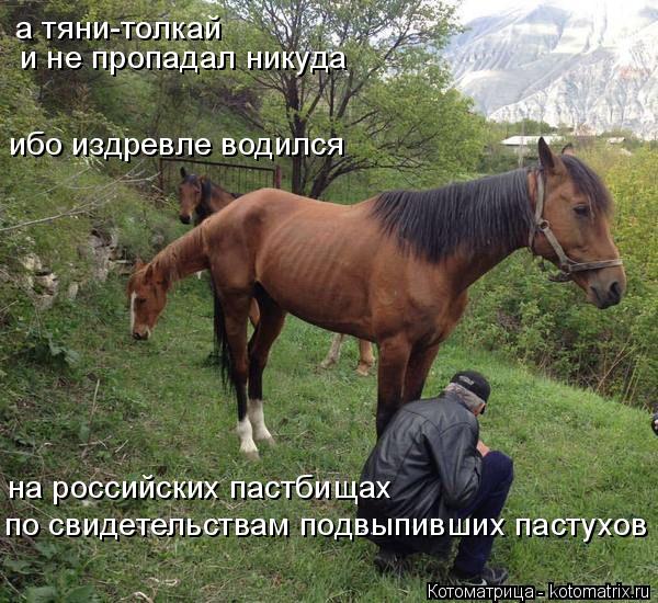 Котоматрица: а тяни-толкай   и не пропадал никуда ибо издревле водился на российских пастбищах по свидетельствам подвыпивших пастухов