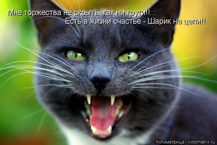 Котоматрица: Мне торжества не скрыть, как ни крути!!... Есть в жизни счастье - Шарик на цепи!!