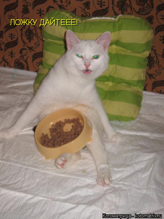 Котоматрица: ЛОЖКУ ДАЙТЕЕЕ!