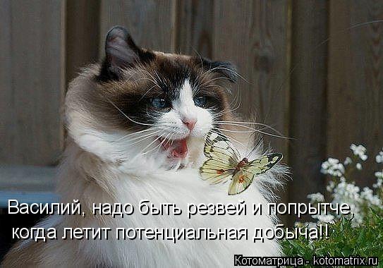 Котоматрица: Василий, надо быть резвей и попрытче, когда летит потенциальная добыча!!