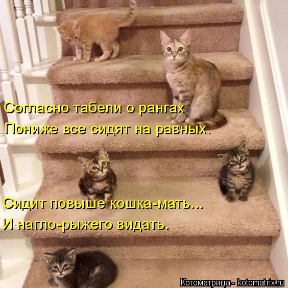 Согласно табели о рангах Пониже все сидят на равных. Сидит повыше кошка-мать... И нагло-рыжего видать... Котоматрица: Согласно табели о рангах Пониже все сидят на равных. Сидит повыше кошка-мать... И нагло-рыжего видать.