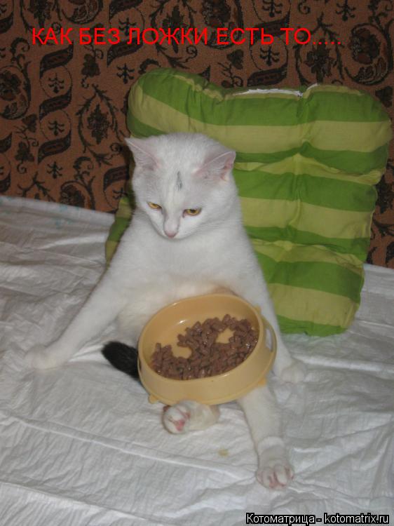 Котоматрица: КАК БЕЗ ЛОЖКИ ЕСТЬ ТО.....