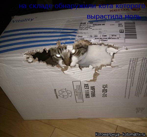 Котоматрица: на складе обнаружили кота которого вырастила моль вырастила моль