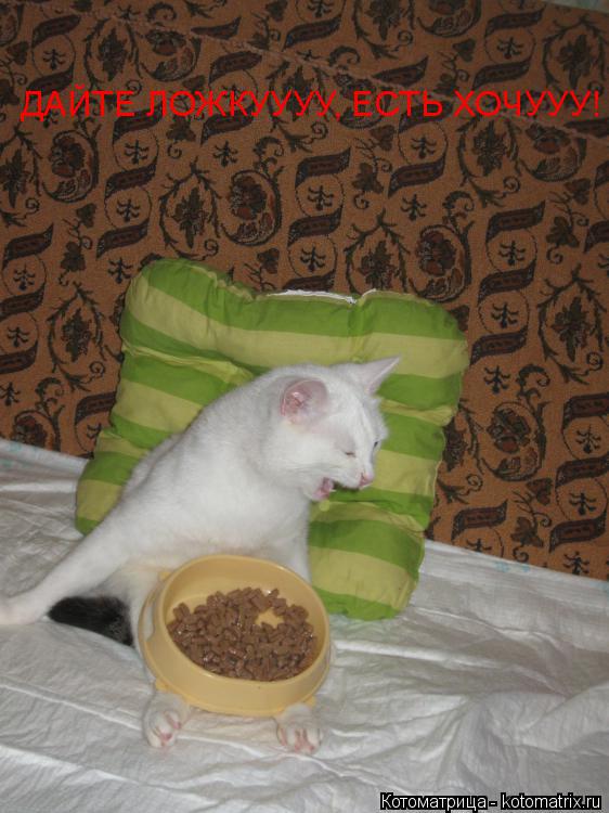 Котоматрица: ДАЙТЕ ЛОЖКУУУУ, ЕСТЬ ХОЧУУУ!