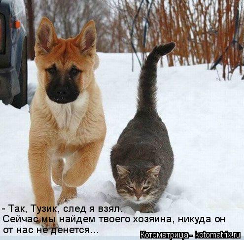 Котоматрица: - Так, Тузик, след я взял. Сейчас мы найдем твоего хозяина, никуда он от нас не денется...