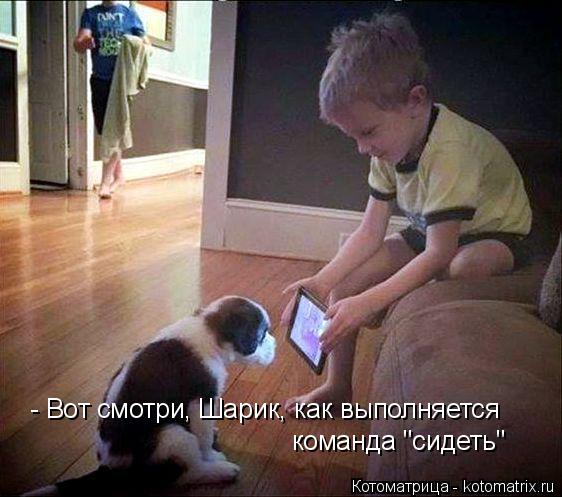 Котоматрица: - Вот смотри, Шарик, как выполняется  команда "сидеть"