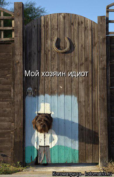 Котоматрица: Мой хозяин идиот